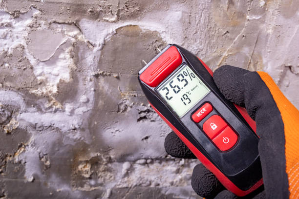 Best White Mold Remediation in Walterboro, SC