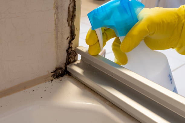 Best Post-Flood Mold Remediation in Walterboro, SC