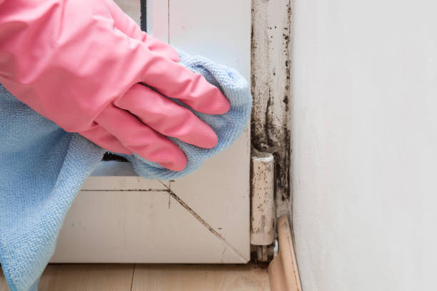 Best Black Mold Remediation in Walterboro, SC